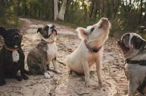 吃瓜网红事件狗子视频,揭秘事件背后真相  第2张